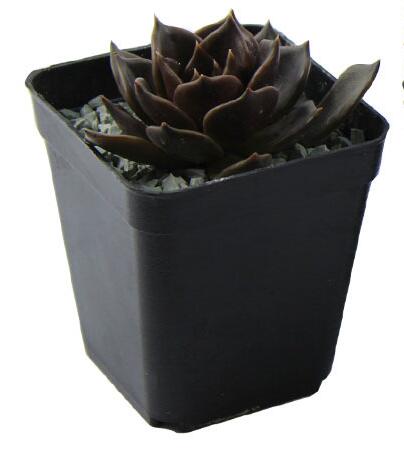 10pcs/lot Square Flower Pots 7*7*8cm Black Color Planters Pot Trays Plastic Pots Small Pots for Succulent plants ZXH
