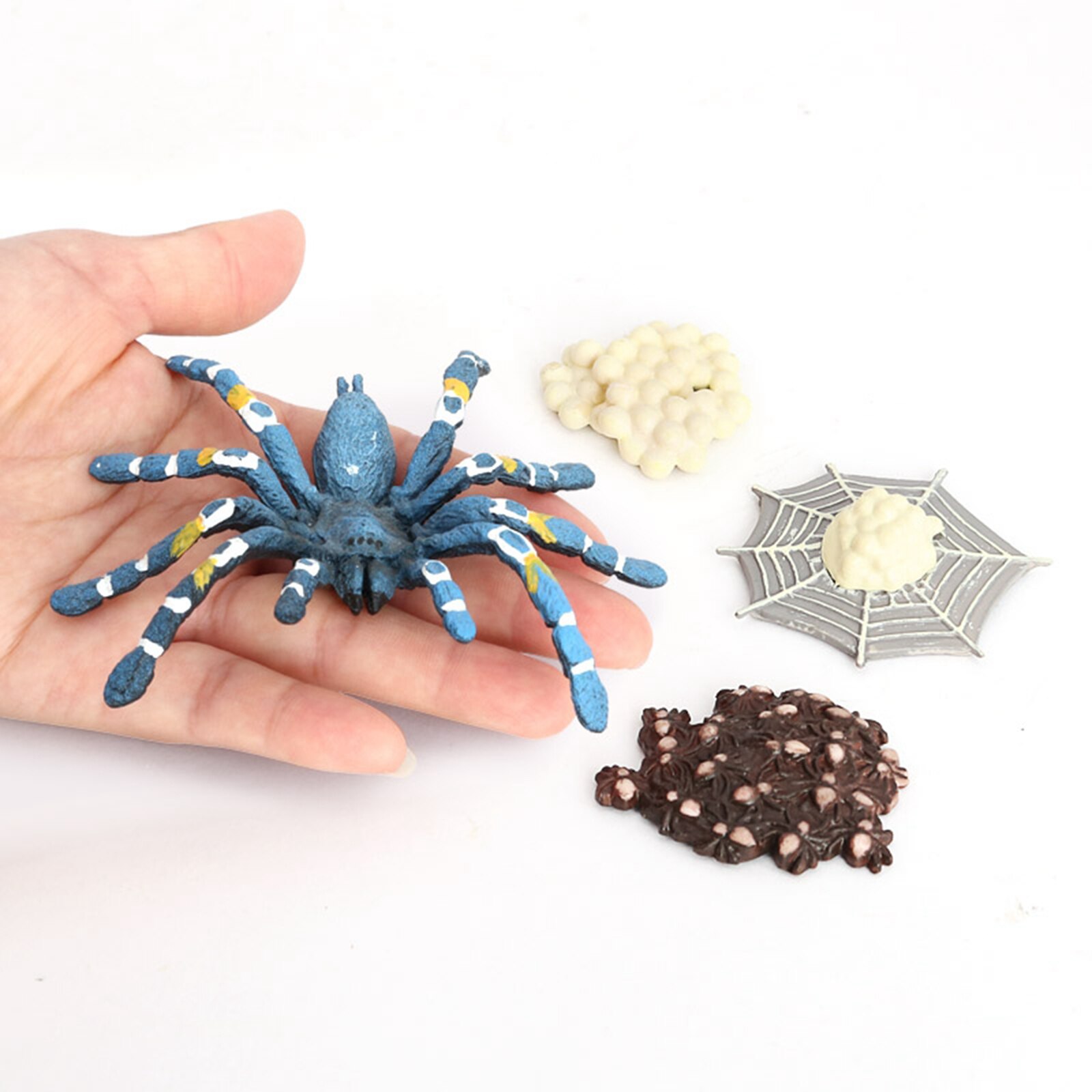 4 stufen Lebensdauer Zyklus von ein Vogel essen Spinne Natur Insekten Leben Zyklen Wachstum Modell Spiel Stütze Insekt Ebene Natürliche spielzeug