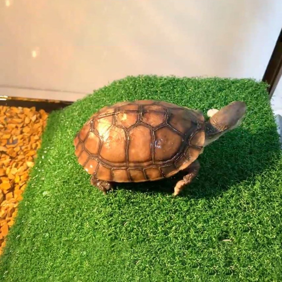 Turtle Basking Platform Acrylic Turtle Island Aquariums Moss Clambing Island for Turtles Reptile Tank Decoration Aquarium Decor