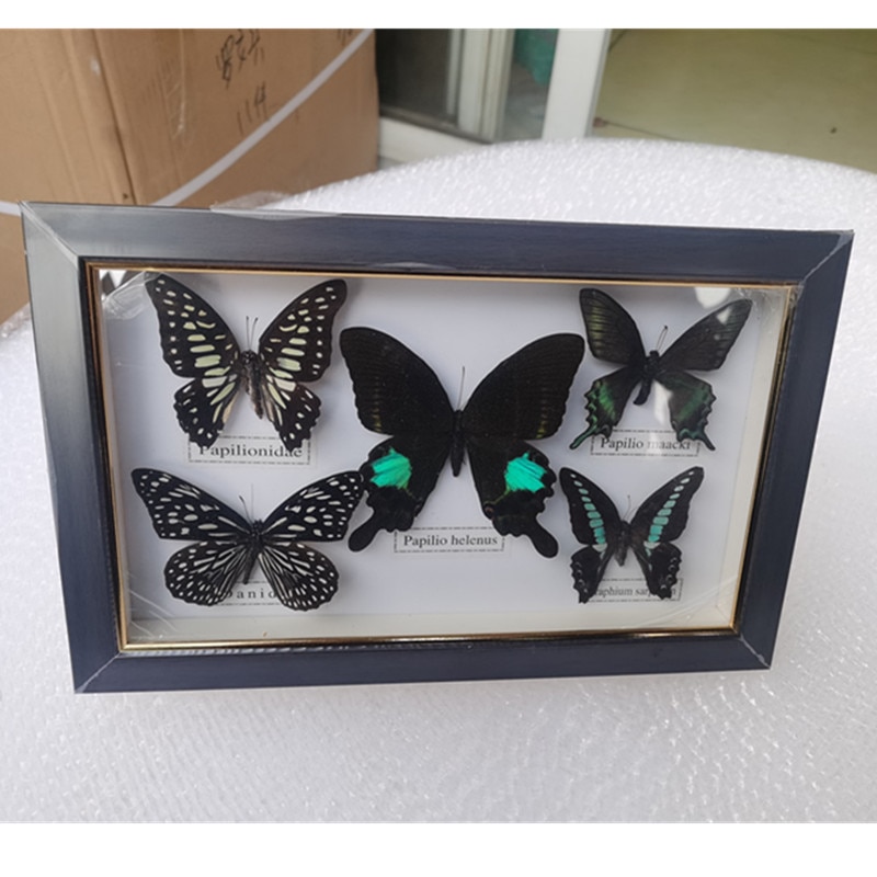 1 Set Van 5 Stuks Prachtige Vlinder Specimen Fotolijst Home Decoratie Decoratie Woondecoratie
