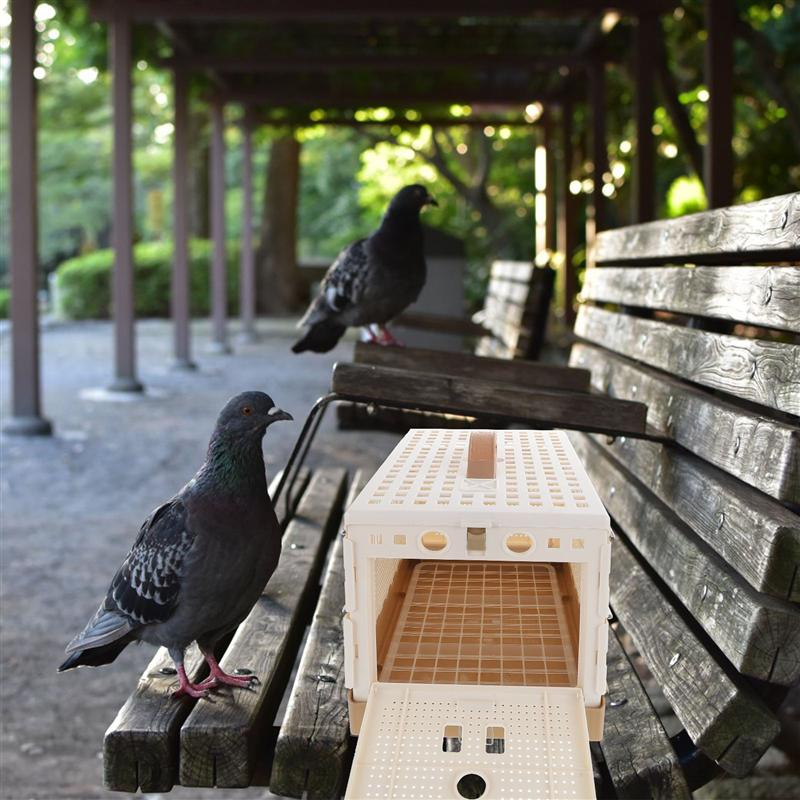 Cage pliable pour pigeons, en plastique, pour le transport des oiseaux, pour l&#39;entraînement et la libération des pigeons