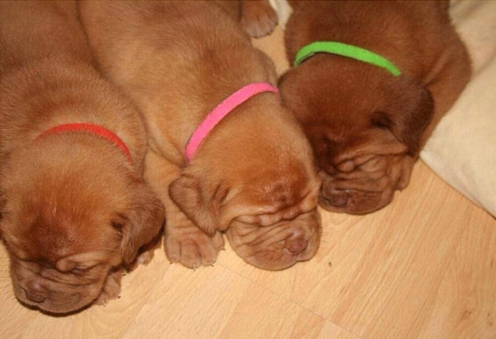 12 Kleuren Identificatie Id Halsbanden Bands Drachtig Puppy Kitten Hond Pet Kat Fluwelen Praktische Puppy Id Kraag #50G