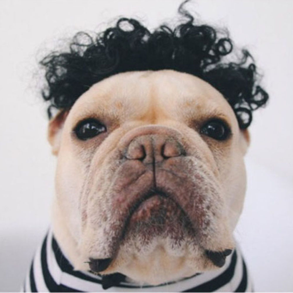 Perruque pour chat et chien, accessoires de Cosplay pour animaux de compagnie, ensemble de cheveux pour chiot, accessoires de photographie amusants, accessoires de tête pour farces