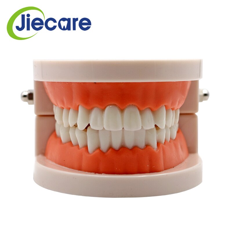 1 PC Dental Standard Teeth Model Oral Care Tooth Cleaning for Dental Teaching&amp;Practice Simulation