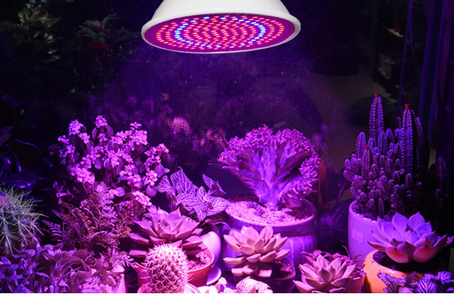 E27 oświetlenie doprowadziło robić uprawy pełne spektrum czerwony niebieski lampa doprowadziło robić uprawy roślin żarówka G10 Pan16 220V rośliny lampa robić kryty zielony roślin sadzonka