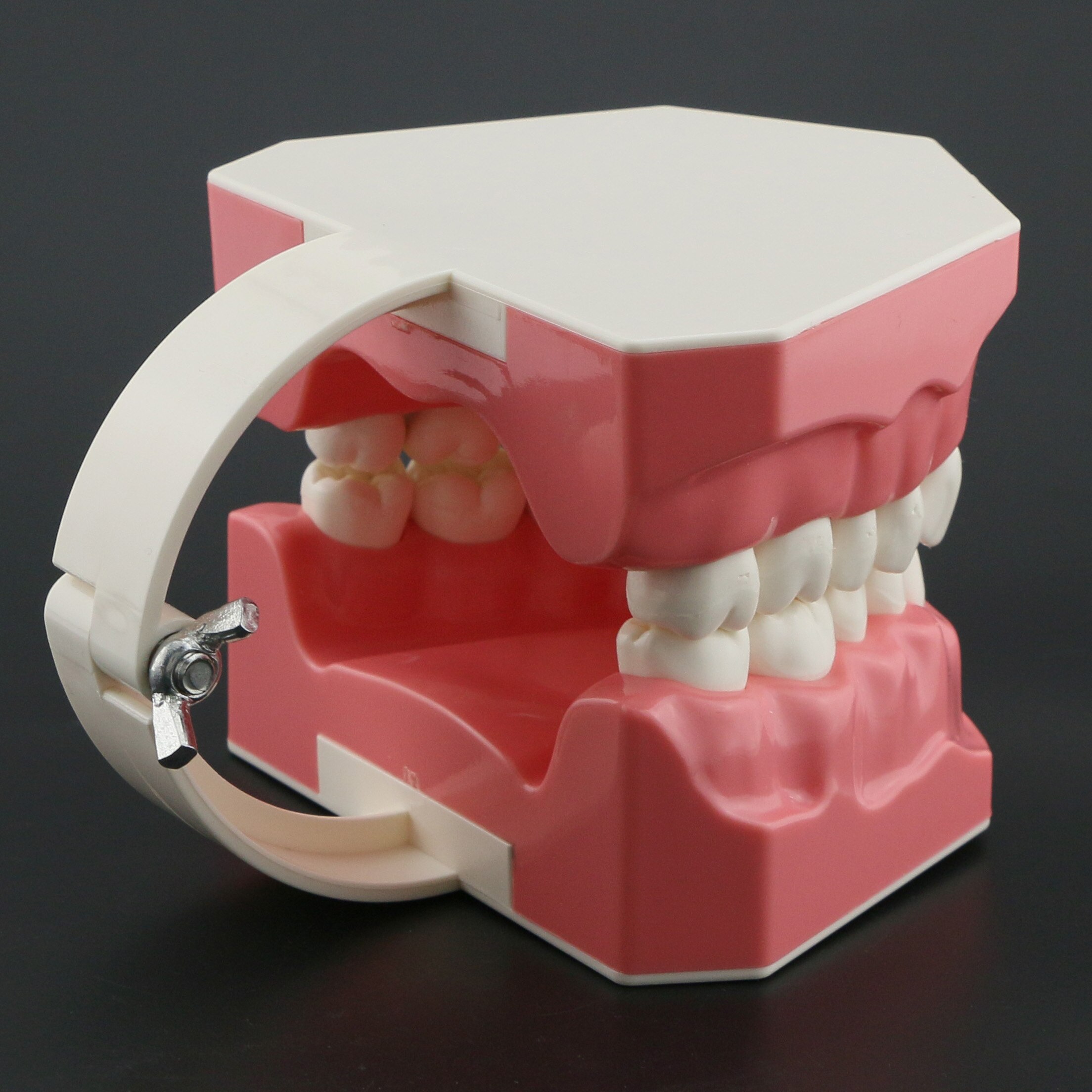 Dental Model Brushing Flossing Practice Teeth Typodonts Model Teaching Studying M7010