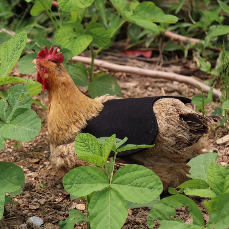 ! enkelvoudige riem kippenschort/zadel, verenbeschermer voor pluimvee - standaardmaat (groen)