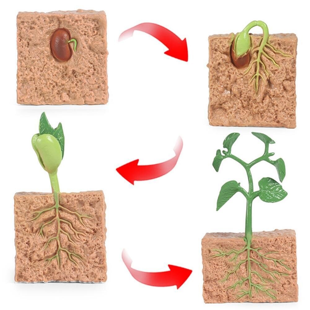 Simulazione modello di pianta Mini ciclo di crescita dei semi giocattolo modello di semi Set regali cognitivi speciali crescita giocattoli per bambini ciclo V4C8