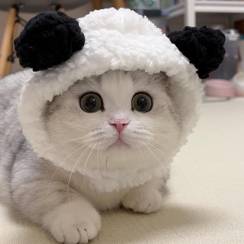 Söta sällskapsdjur pannband plysch garn katt hund keps panda gris cosplay huvudbonad chick tillbehör husdjur hatt husdjur kostym varm аксесуары для собак