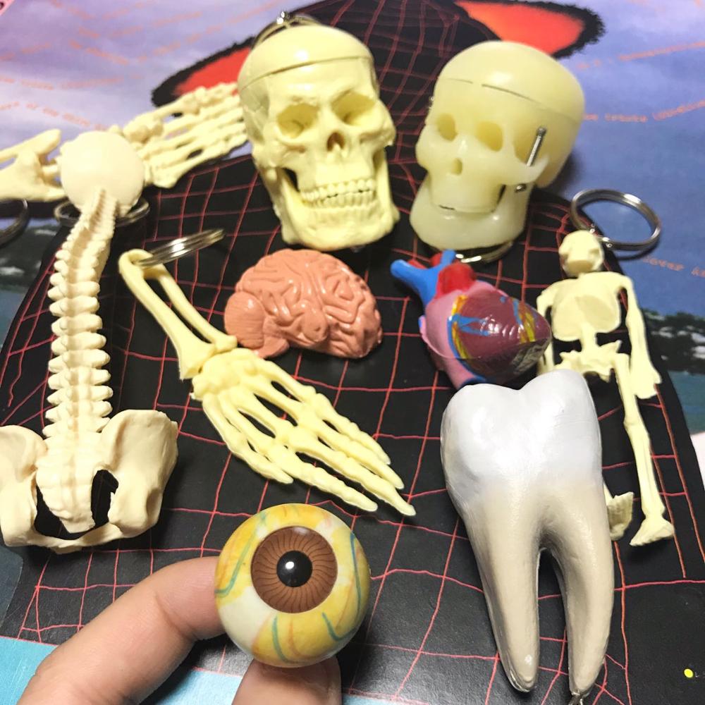 Menselijk Anatomie Skelet Hersenen Schedel Wervelkolom Oogbol Hart Tanden Skelet Sleutelhanger