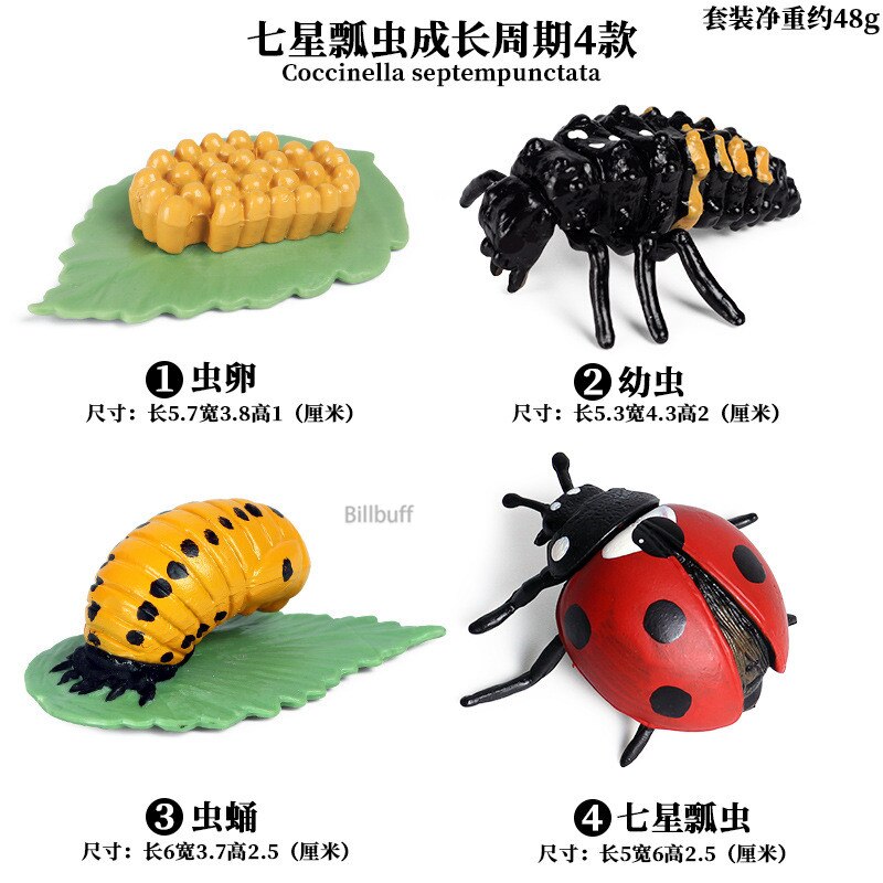 Butterfly Growth Cycle Bee Ladybug Spider Life Cycle Models Simulation Animal Model Action Figures Teaching Material For Kid: Animal Toys 11