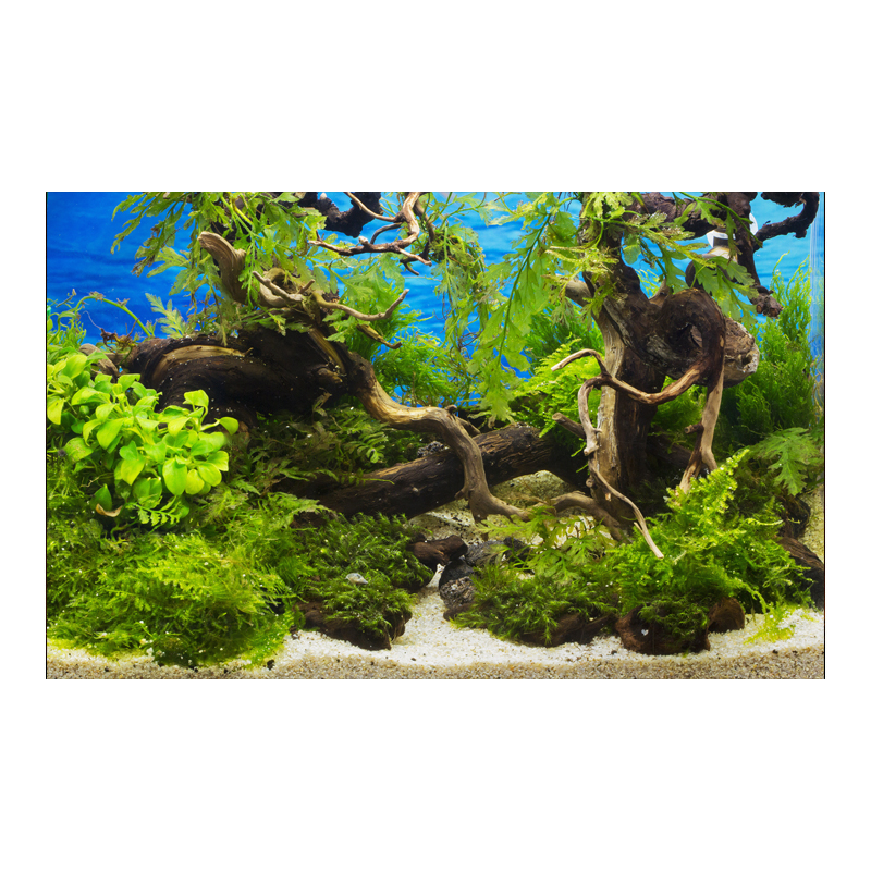 Autocollant de fond d'aquarium, affiche de fond, plante, poisson précieux, décoration, papier peint auto-adhésif, fond 3D: XXXL
