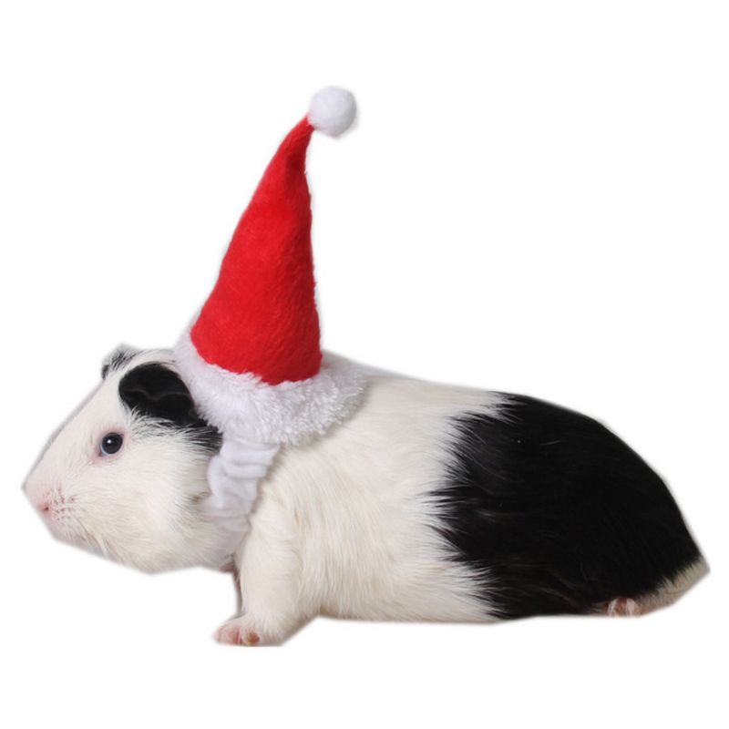 Små dyr pet julemanden hat kanin hamster marsvin rotter jul cap