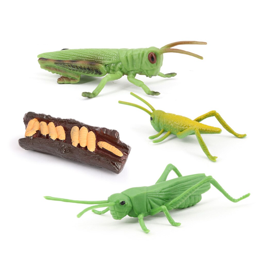 1 set heuschrecken-lebenszyklus-set, frühkindliches lernmaterial aus kunststoff, realistische miniaturtiere, spielzeug