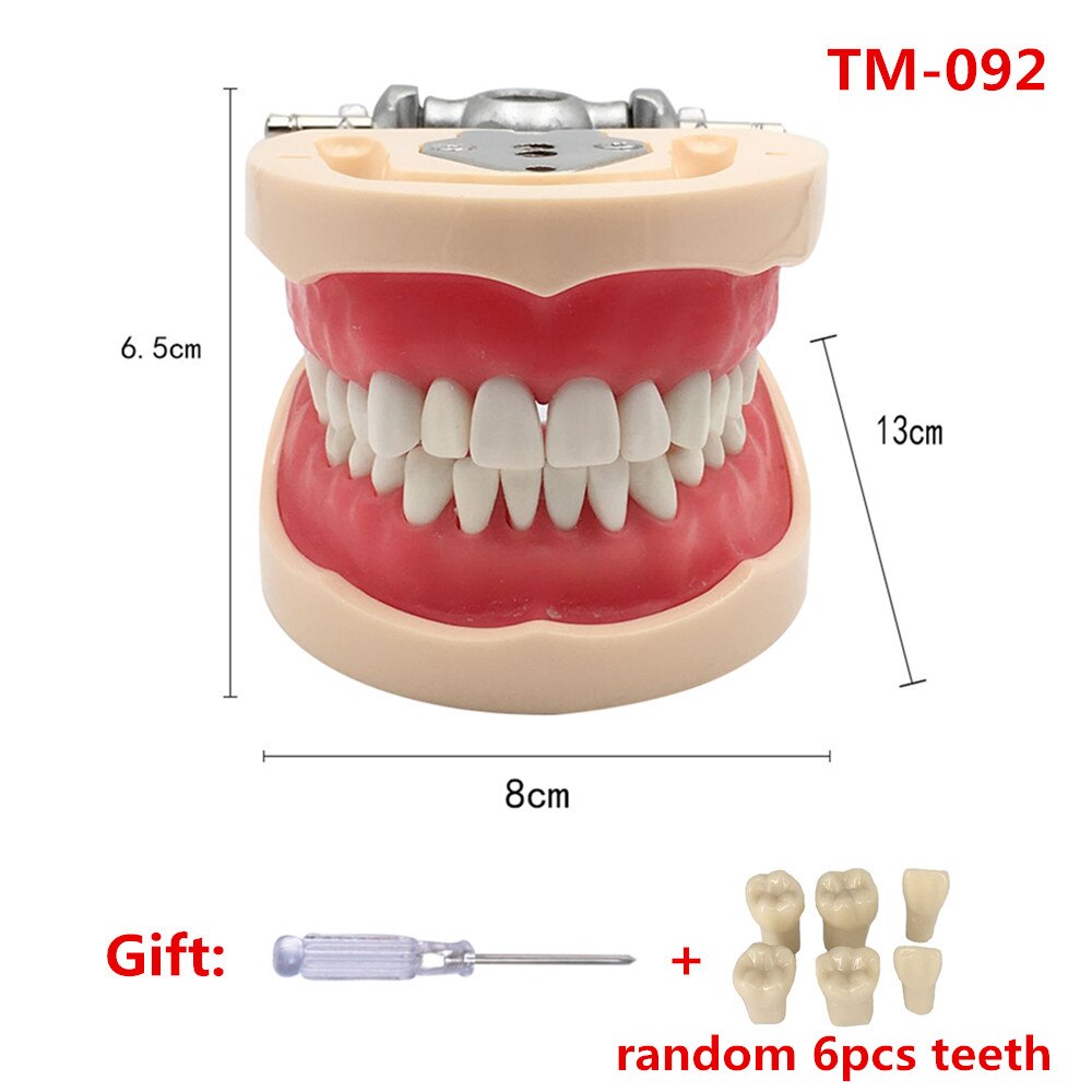 Standard Dental Teeth Model For Dental Technician Practice Studying Jaw Model With Removable Teeth Teaching Gum Typodont Models: 32teeth Model TM-092