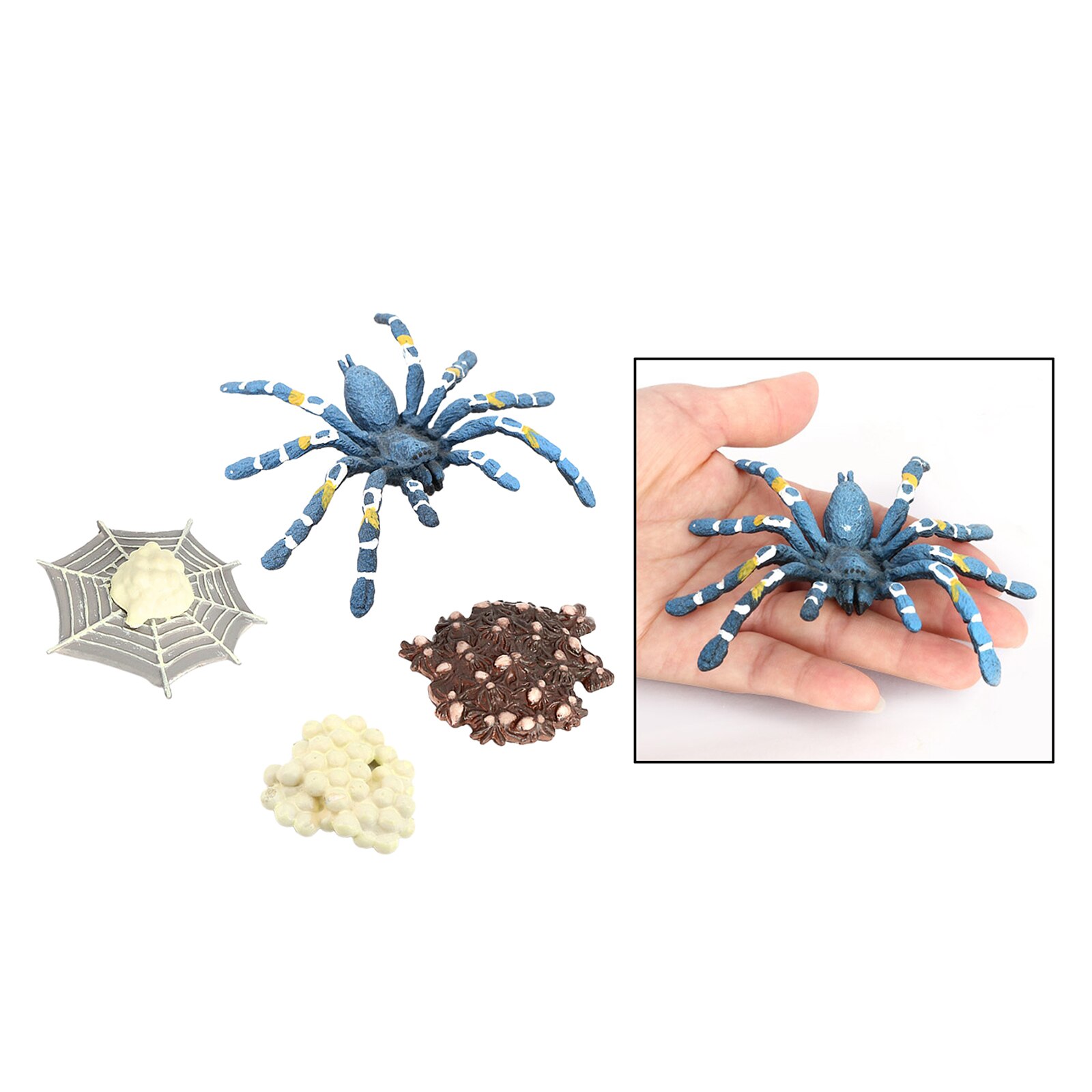 4 etapas del ciclo de la vida de un pájaro, comer, Araña, insectos, naturaleza, ciclo de vida, modelo de crecimiento, juego Prop, insecto, Animal, juguete Natural