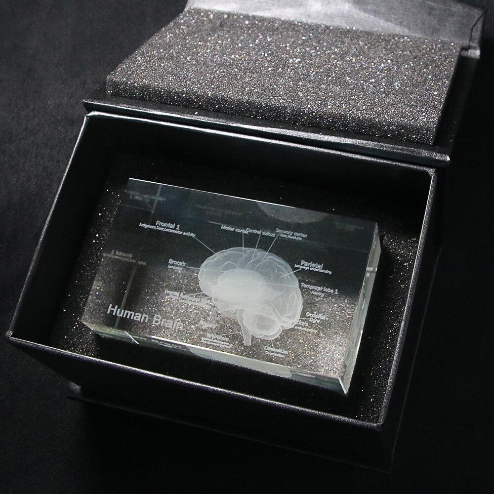 Gehirn Diagramm Kristall Würfel 3D Menschliches Anatomisches Modell Kristall Glas Würfel Anatomie Geist Neurologie Denken Medizinische Wissenschaft