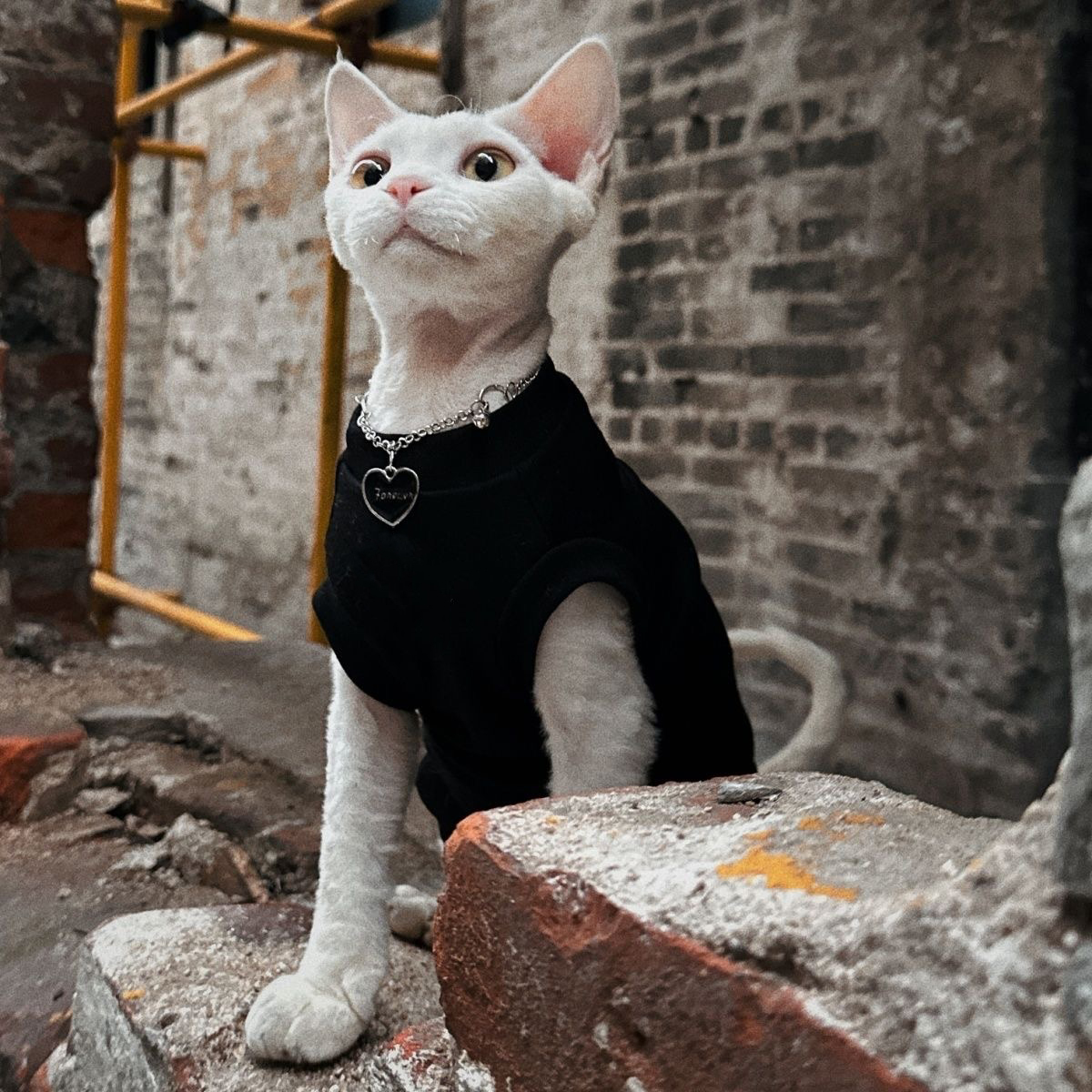Sphynx chat vêtements coton sans poils chat gilet bébé 100% coton doux été sans manches mince gilet chat vêtements pour Devon, Cornish