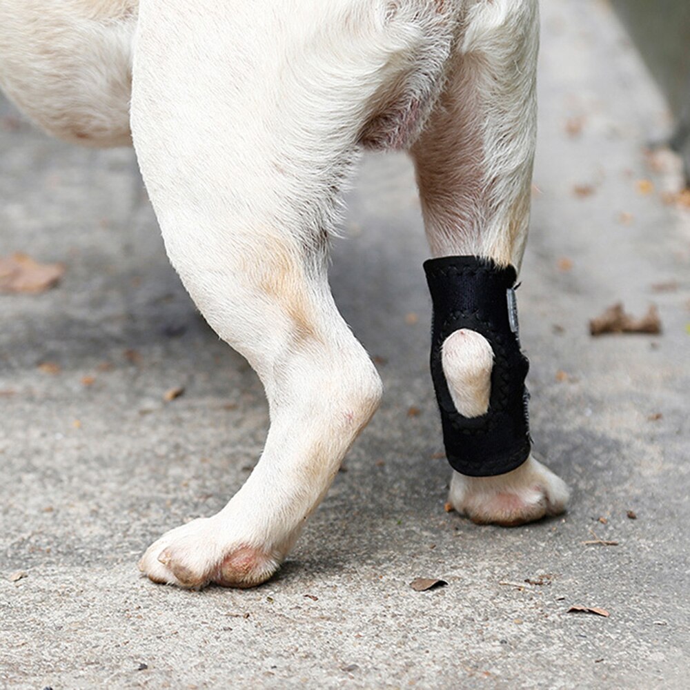 Hund hunde forben benstøtte pote komprimeringsomslag beskytter sår seler heler forhindrer skader forstuvning hjælper gigt