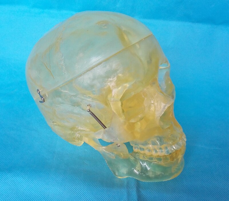 Menselijk 1:1 Levensgrote Transparante Schedel Model Skelet Skelet Model Anatomie Skelet Anatomie Hersenen Schedel Medische Onderwijs Model