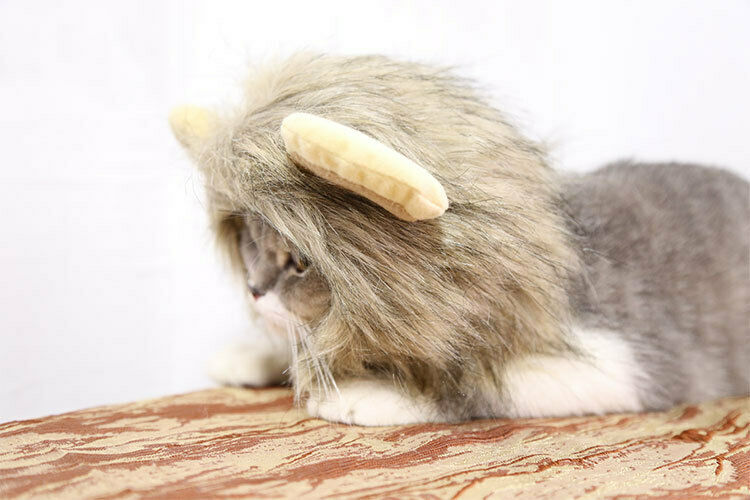Chapeau crinière de Lion pour animal de compagnie, chapeau pour chien et chat, amusant et , adapté pour l'hiver