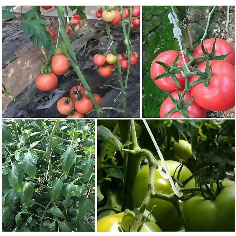 50/100 Stück Tomaten-Stützhaken, 9,5/13/16 cm, Pflanzen-Stütz-Gemüse-Clips, um Tomaten- und Obstcluster vor Kneifen zu verhindern