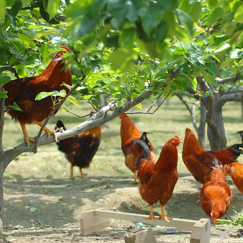 Percha de pollo de madera fuerte, juguetes de barra para gallinero y broches de pájaro grande, Pollos, loros