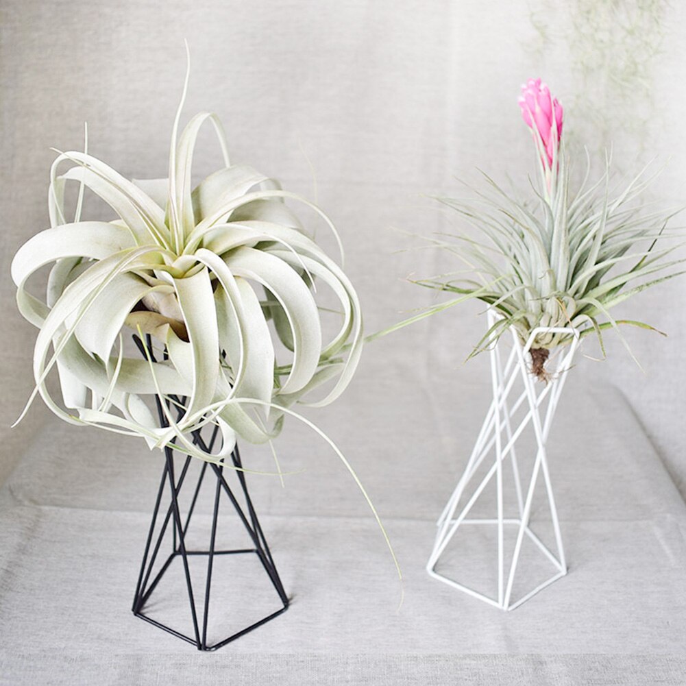 Tillandsia balkon kantoor luchtplant houder ijzeren kunst stabiele tuin bureaublad bloempotten standaard ornamenten huisdecoratie scandinavische stijl