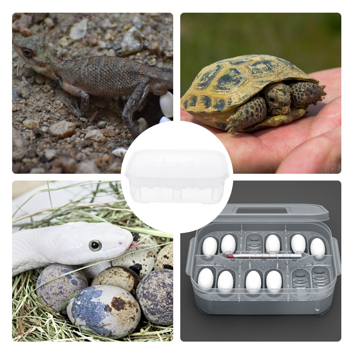 Reptile Breeding Box Reptile Lizard Incubation Box Hatchery Box Container