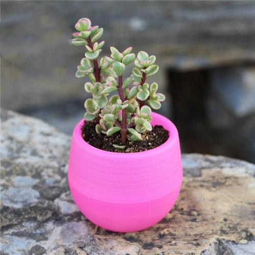 Plateaux de Pot de pépinière colorés créatifs Mini plantes en Pot Pots de fleurs jardinières pour plantes succulentes bureau à domicile Pots de fleurs de bureau: Rose