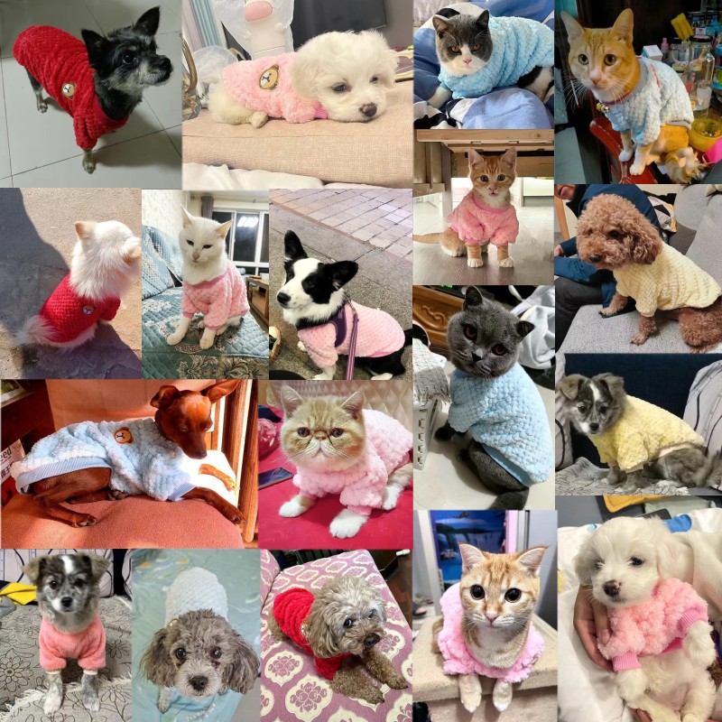 Vêtements pour chiens de compagnie hiver chien sweats à capuche doux chiot pull mignon ours imprimé chat sweat Chihuahua vêtements sweat à capuche pour animaux de compagnie