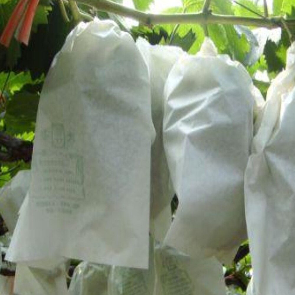 100 sztuk włókniny worki winogron owoce i warzywa przeciw zamarzaniu, muchy, ptaki, pszczoły przeciwdeszczowe przezroczysty ochronny rękawy