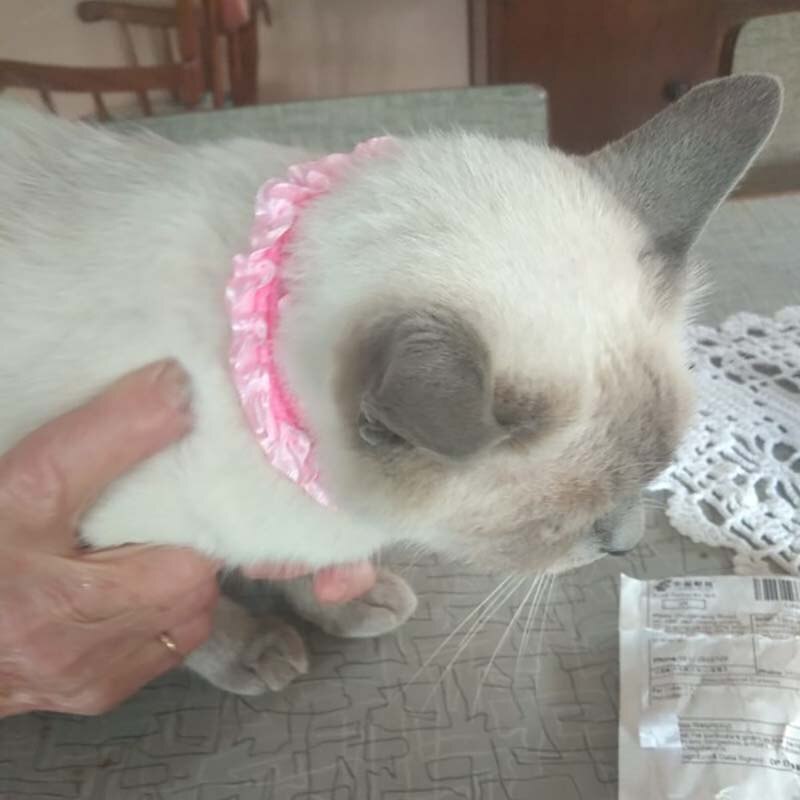 Colliers en dentelle pour chien, chiot, chat, motif à pois, chaîne de cou ajustable avec cloche, pour animaux de compagnie, directe d'usine