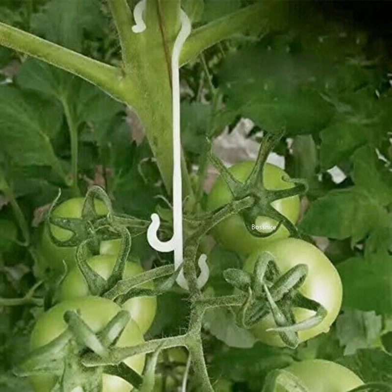 Ganchos en forma de J para soporte de tomate, 13/16CM, soporte para plantas, Clips para verduras para evitar tomates, racimo de frutas de pellizco o caída