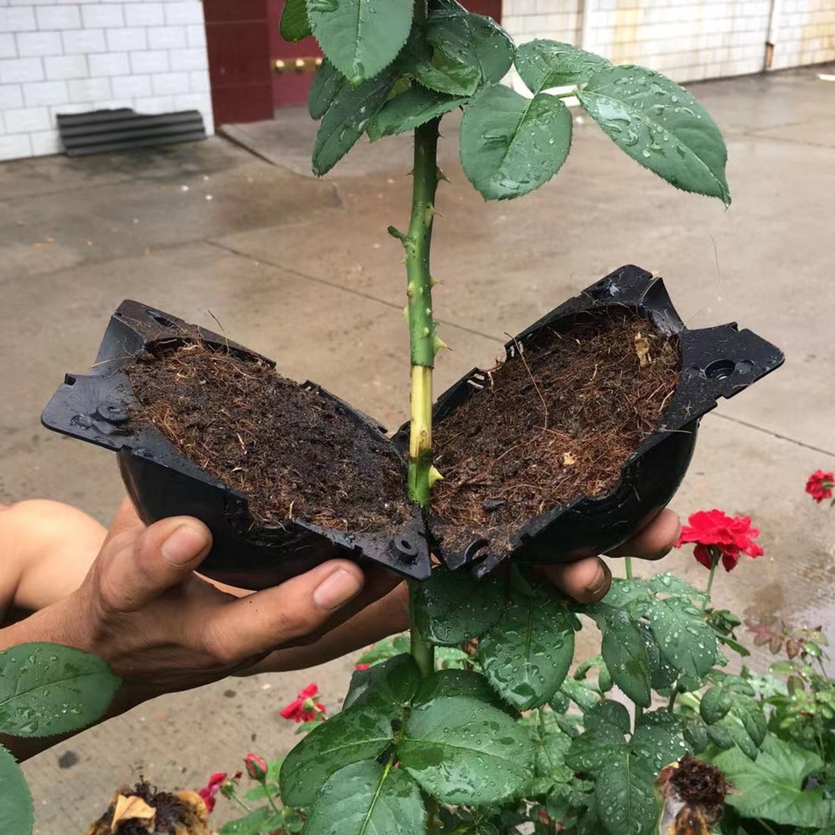5 Stks/set Plant Wroeten Apparaat Hoge Druk Voortplanting Bal Groeiende Druk Doos Enten Plant Propagator Tuin