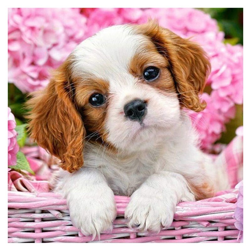 DIY 5D Diamond Painting Kits for Adults Embroidery Diamond Full Drill Home Wall Decor Cute Dog: Default Title