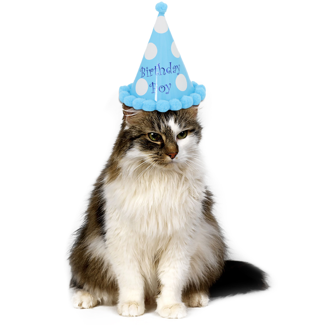 Chapeaux d'anniversaire à pois avec boules de poils pour chien et chat, accessoires de décoration de fête