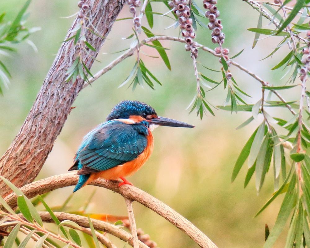 Paint by Numbers Kits for Adults DIY 40479