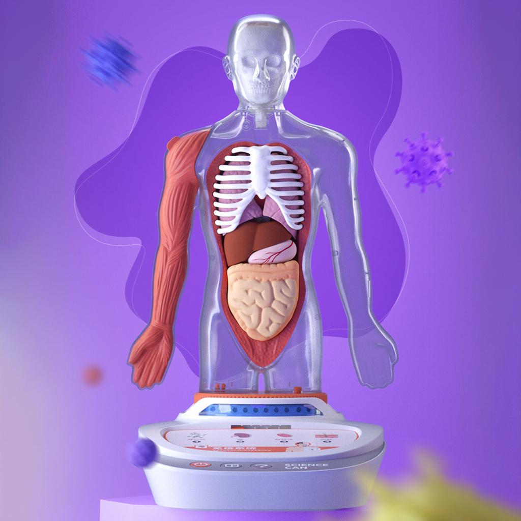 Plastic Human Torso Body Anatomy Model Realistic Learning Talking Children Kids