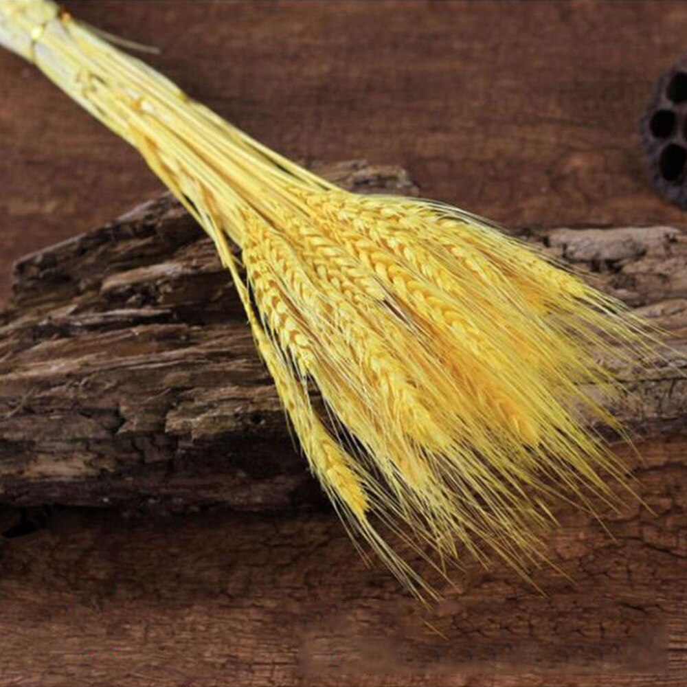 50Pcs/lot Real Wheat Ear Flower Natural Dried Flowers or Wedding Party Decoration DIY Craft Scrapbook Home Decor Wheat Bouquet: Champagne