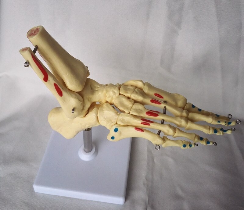 Omabeta Anatomisch medisch skelet, levensgrote 1:1 replica realistische menselijke schedel hoofd bot model voor Halloween decor medische modellen levensgrote schedel