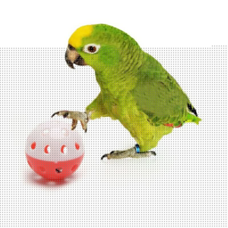 Papegaai Speelgoed Vogel Accessoires Bal Met Bel Voor Parkiet Grappige Hollow Valkparkiet Kauwen Sound Speelgoed Vogel Speelgoed Willekeurige Kleur 1