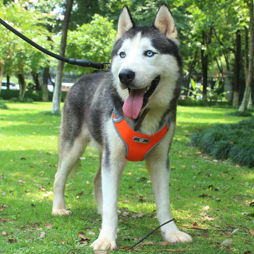 Koiran valjaat liivi säädettävät heijastavat hengittävät verkkovaljaat keskikokoisille koirille rintanauha husky alaskan lemmikkitarvikkeet