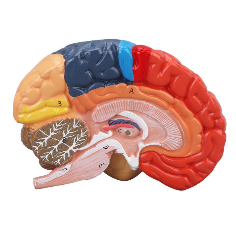 Anatomische Hersenen Gemonteerd Model Kleur Gepartitioneerd Human Brain Anatomisch Model Voor Onderwijs Gebruik