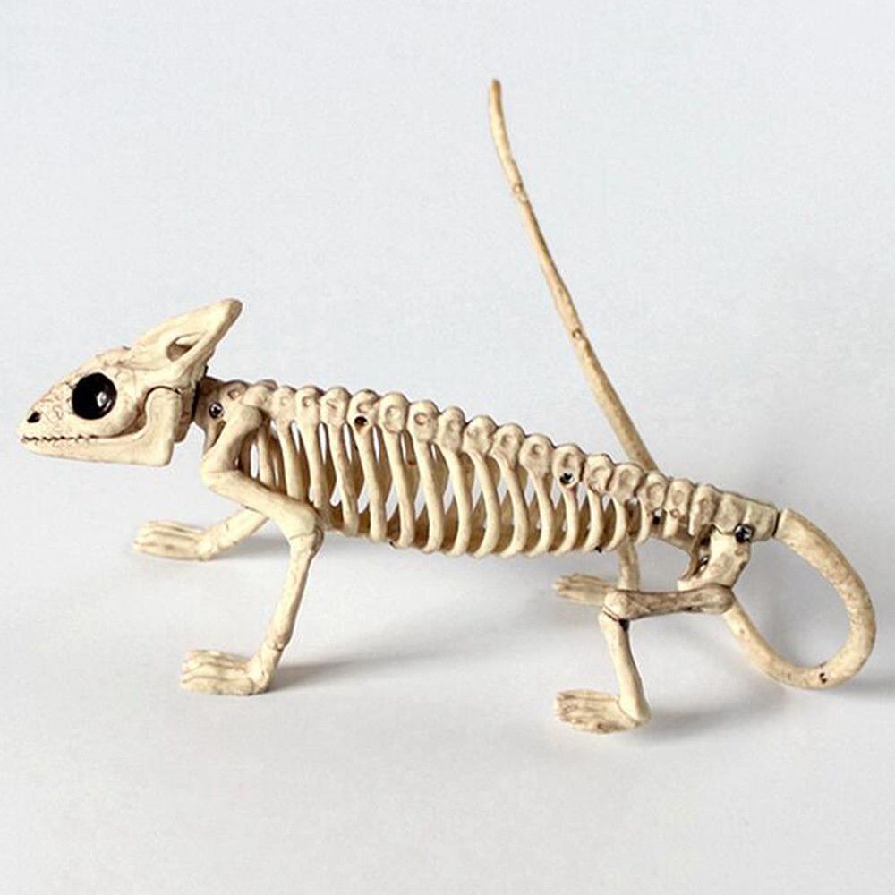 Squelette Animal Dragon grenouille 100% os en plastique | Décoration de fête, accessoire d'horreur, accessoire d'halloween, Animal maison d'horreur