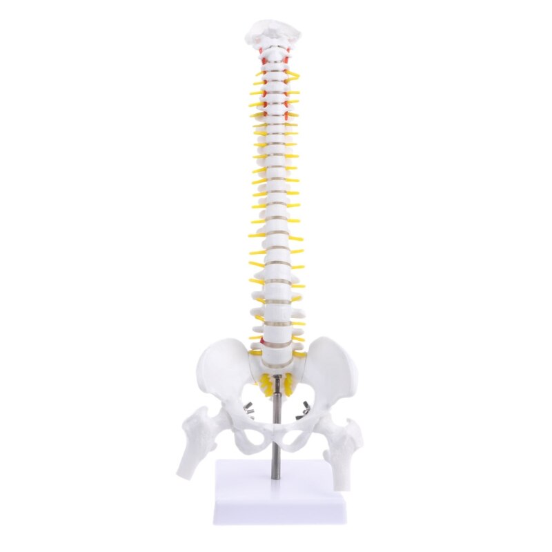 Best 45Cm Flexible 1:1 Adult Lumbar Bend Spine Model Humans Skeleton Model with Spinal Disc Pelvis Model Used for Massage ,Yoga: Default Title
