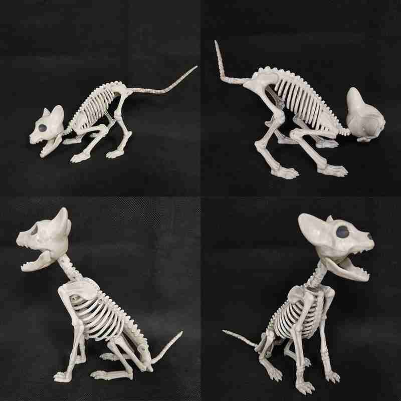 Scheletro di animale Del Gatto Del canna Del topo Modello di Scheletro M1K8