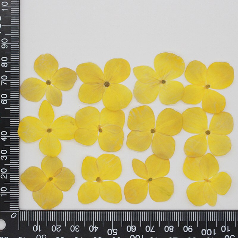60 stuks/pak hortensia epoxy gedroogde bloemen reliëf plant specimen handgemaakte doe-het-zelf aromatherapie materiaal accessoires: 13