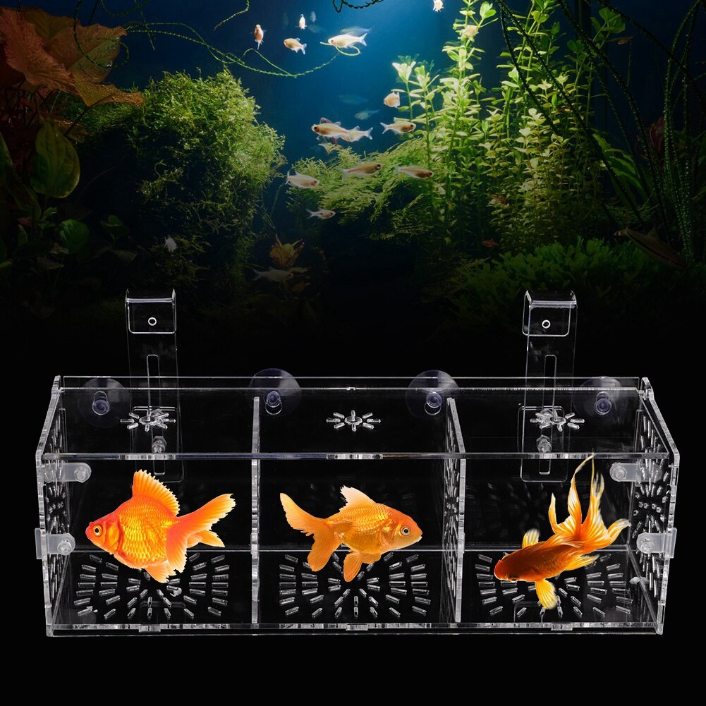 Caixa de isolamento transparente acrílica para tanques de peixes aquário peixe fritar incubação reprodução única e grade dupla