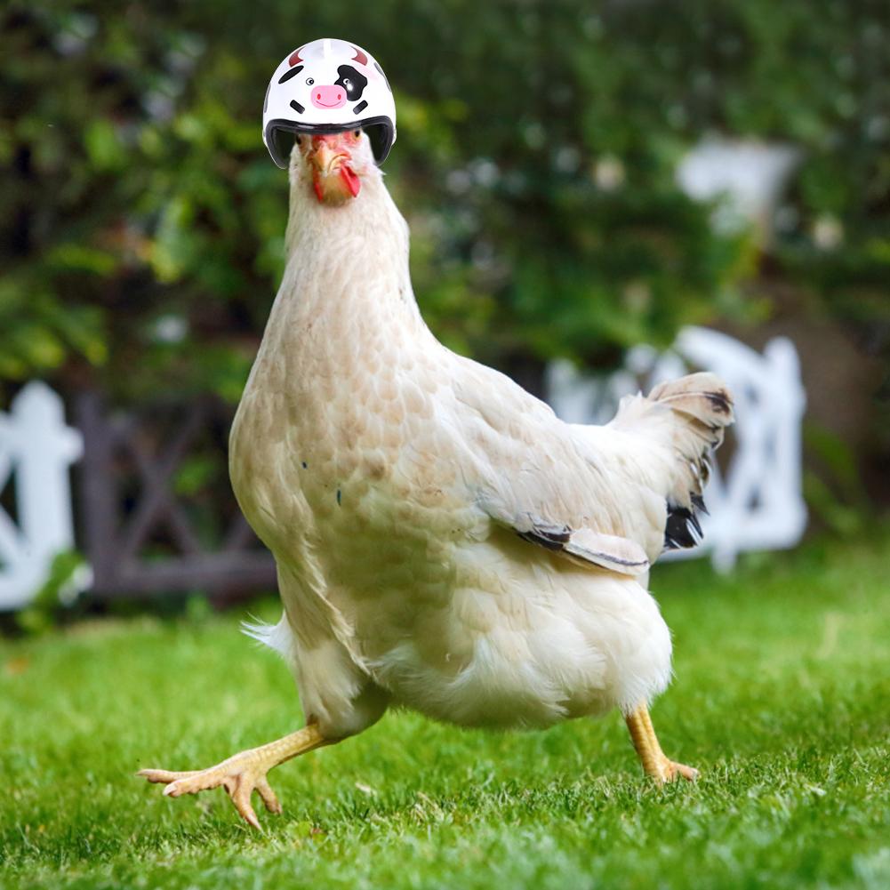 Casco para mascotas divertido casco de pollo protección de cabeza compacto gallina dura sombrero